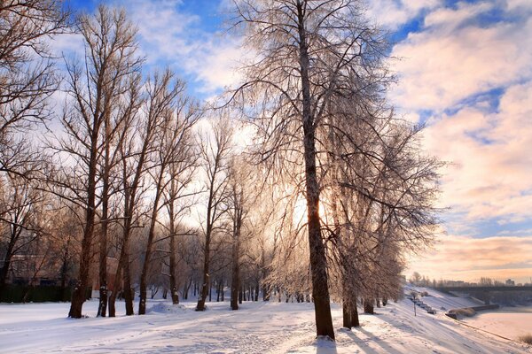 Belarusian landscapes forests in winter