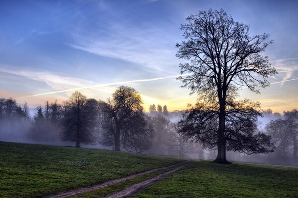 Arbres près de la route dans le champ