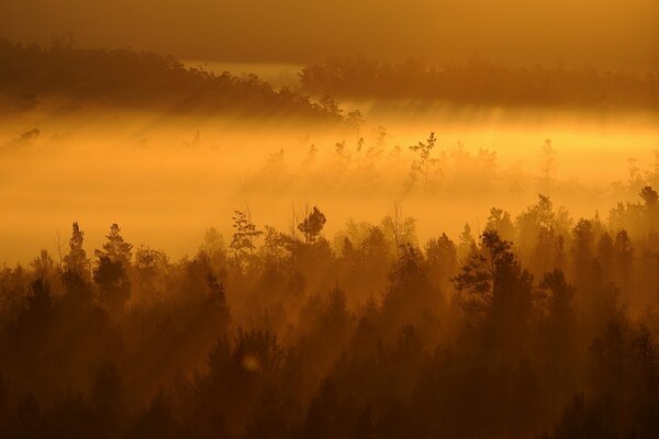 Herrlicher Nebel im Wald