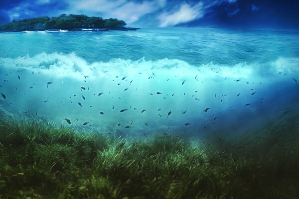 Fish on the background of the island