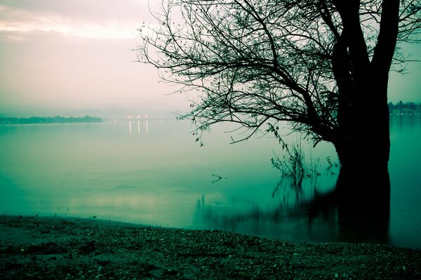 A tree in the fog on the lake shore