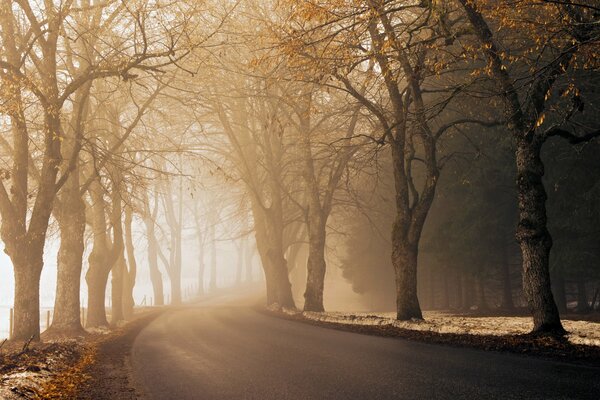 Camino del bosque de la mañana de otoño