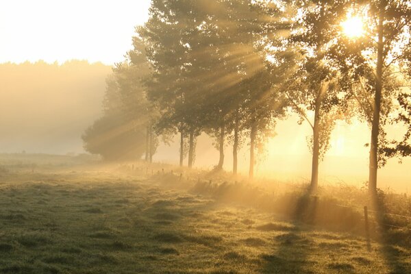 Trees and a field at dawn