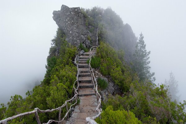 Escalera de montaña en matorrales de niebla