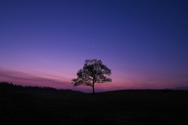 A lonely giant tree on the background of a night tree