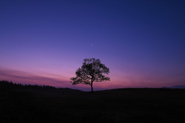 Albero gigante solitario sullo sfondo dell albero notturno