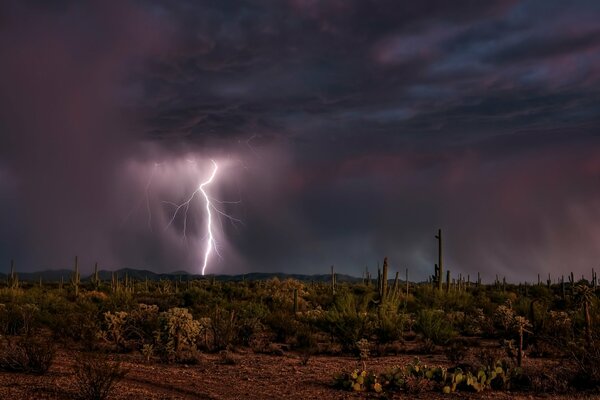 Lightning strikes katuses in the desert