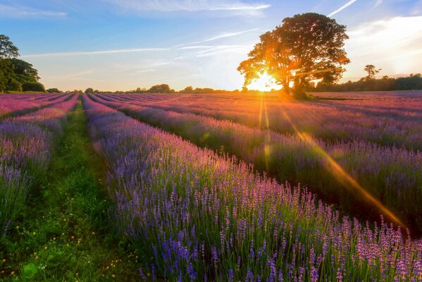 Feld mit lila Blüten