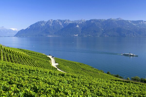 Ein See in der Schweiz inmitten einer Ntationsplantage