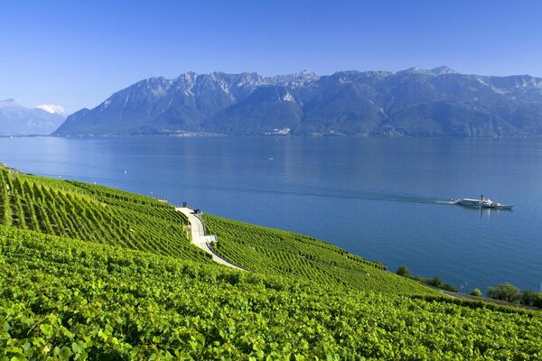 Lago in Svizzera tra le piantagioni di ntazione