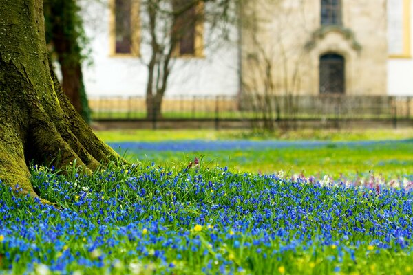 Lichtung von blühenden blauen Blüten