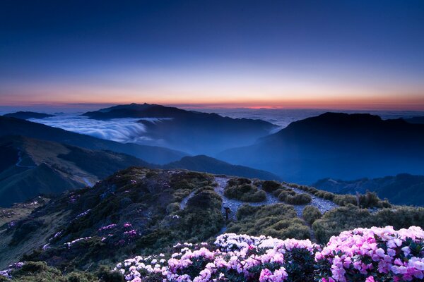 Pink flowers grow on the hill