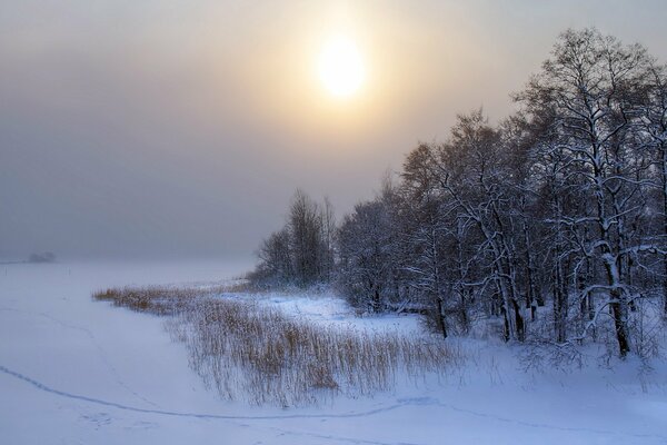 Winter Sonnenuntergang auf dem Hintergrund der Bäume