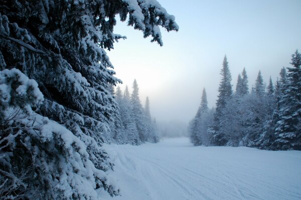 Mañana brumosa en el bosque cubierto de nieve