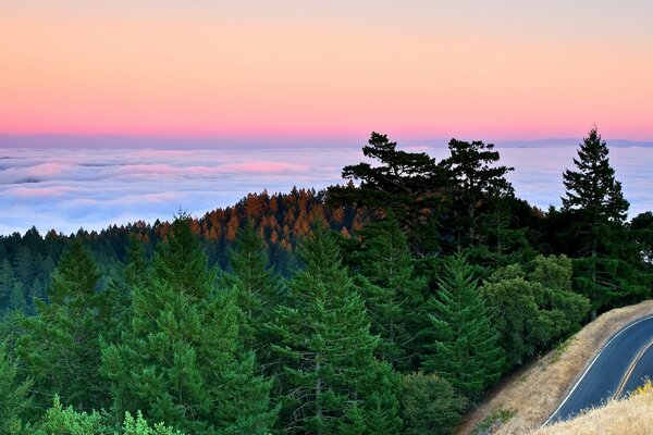 Forêt de pins de Californie près de l océan