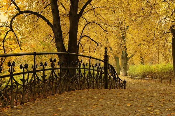 Bäume in gelben Blättern im Herbstpark