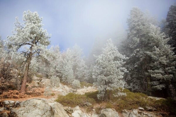 Pittura nei toni grigi cupi della natura