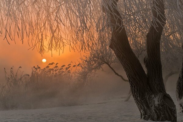 Brouillard d hiver sur fond de lever du soleil