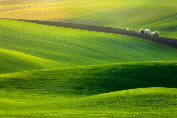 Un campo pintoresco cubierto de hierba verde