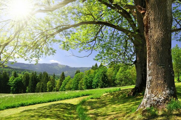 Sun and greenery in the summer forest