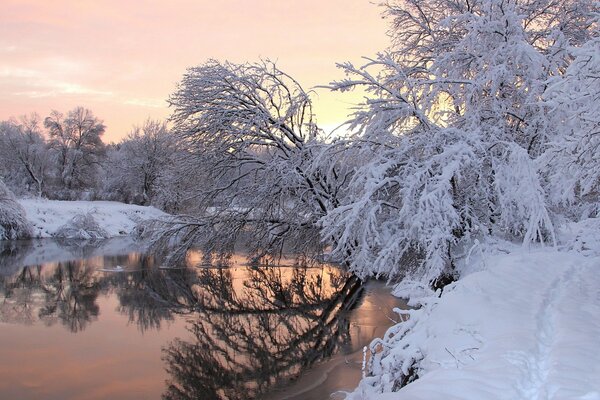 Snow-covered trees on the river bank
