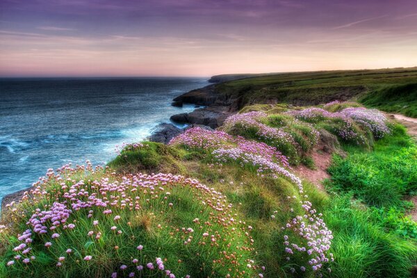 En la costa del mar muy hermosa naturaleza y flores