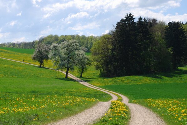 A long path to the blooming summer park