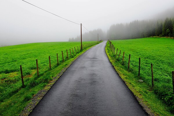 Une route brumeuse qui part dans la forêt