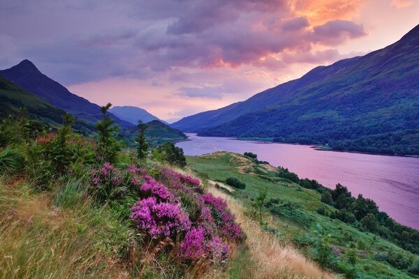 Purple sea and flower plain