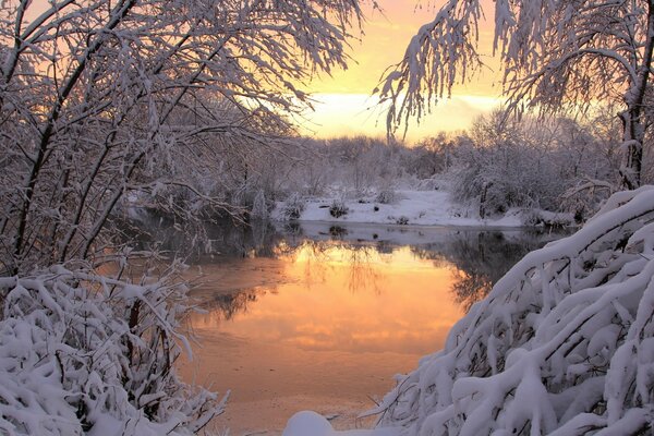 Árboles cubiertos de nieve junto al estanque al atardecer