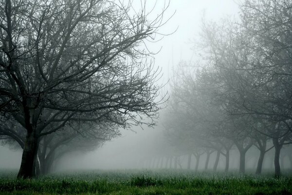 A garden in the fog with bare trees