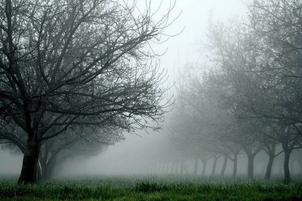 Ogród we mgle z nagimi drzewami