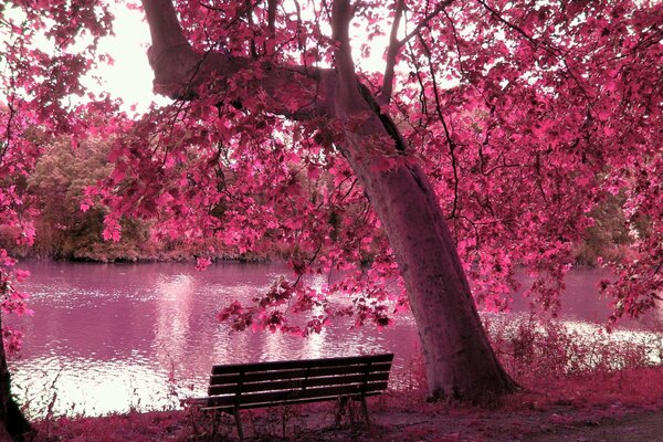 A bench in the woods near the pond. Pink Photoshop