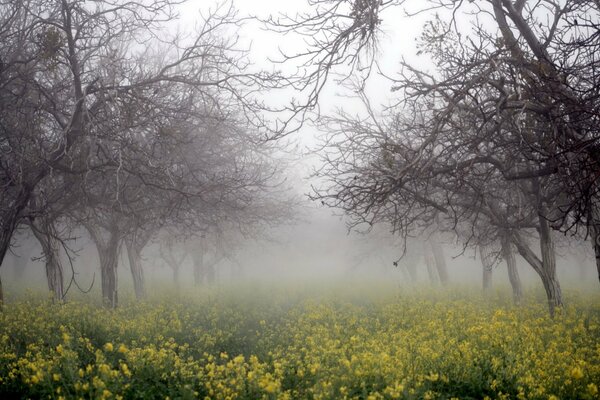 Thickets of rapeseed among the trees in the fog