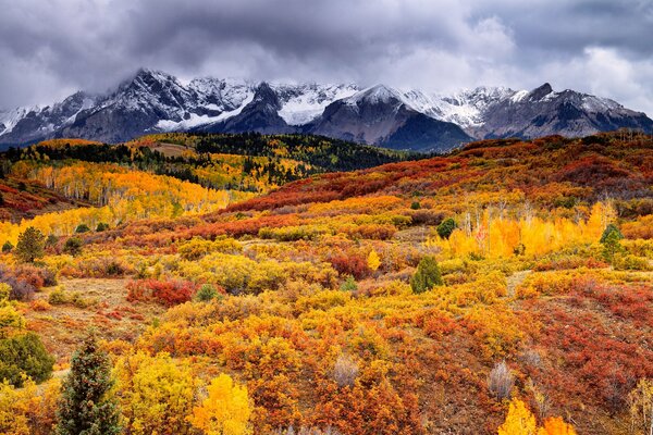 Bosque de otoño y cielo azul