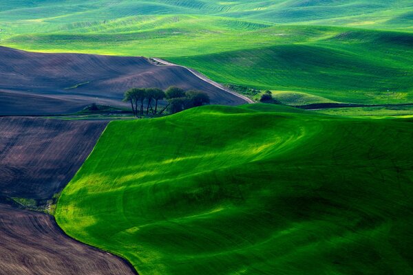 The grass on the field is like a carpet in spring