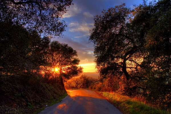 Route entre les arbres au coucher du soleil