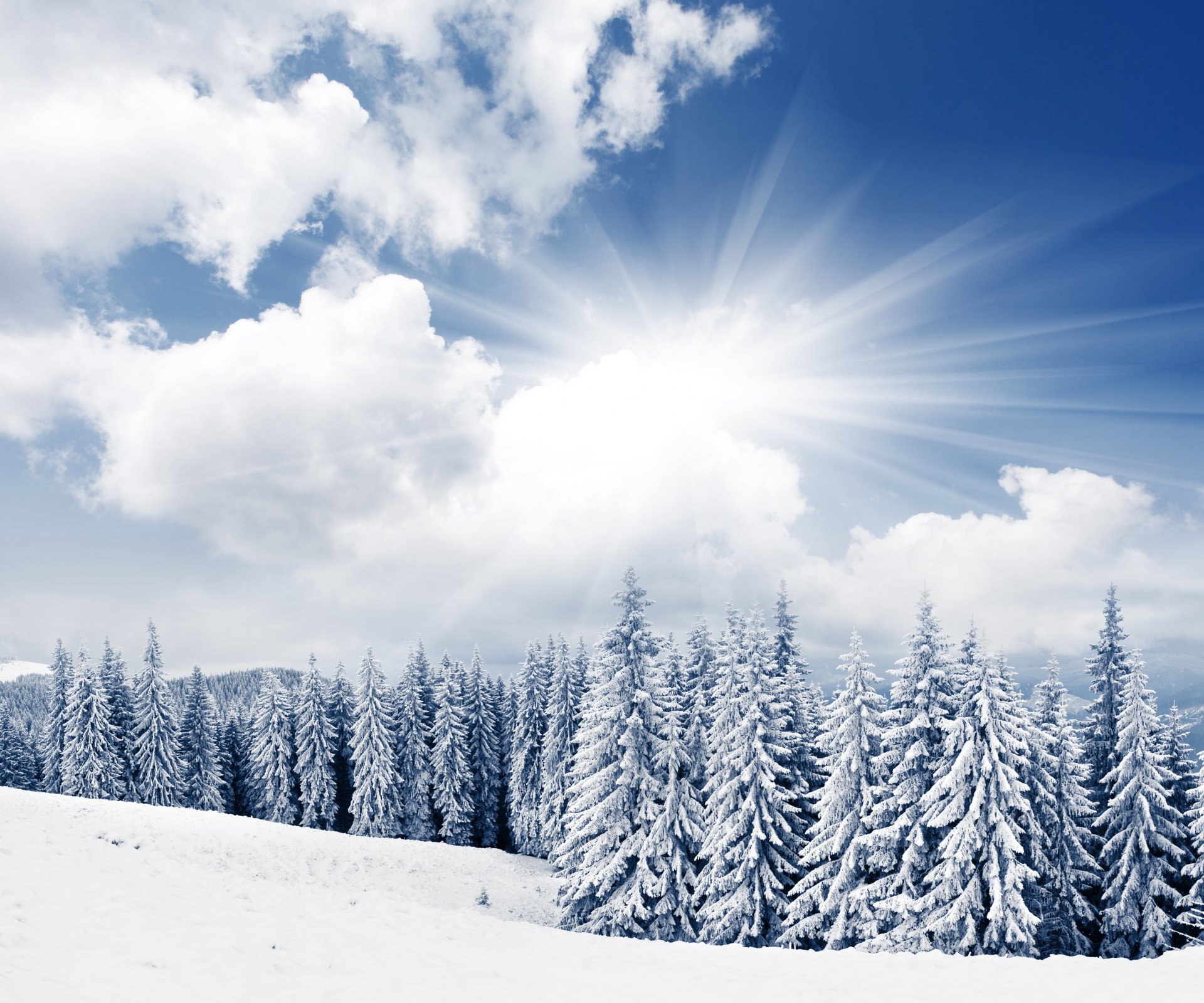 winter sun snow sky clouds spruce