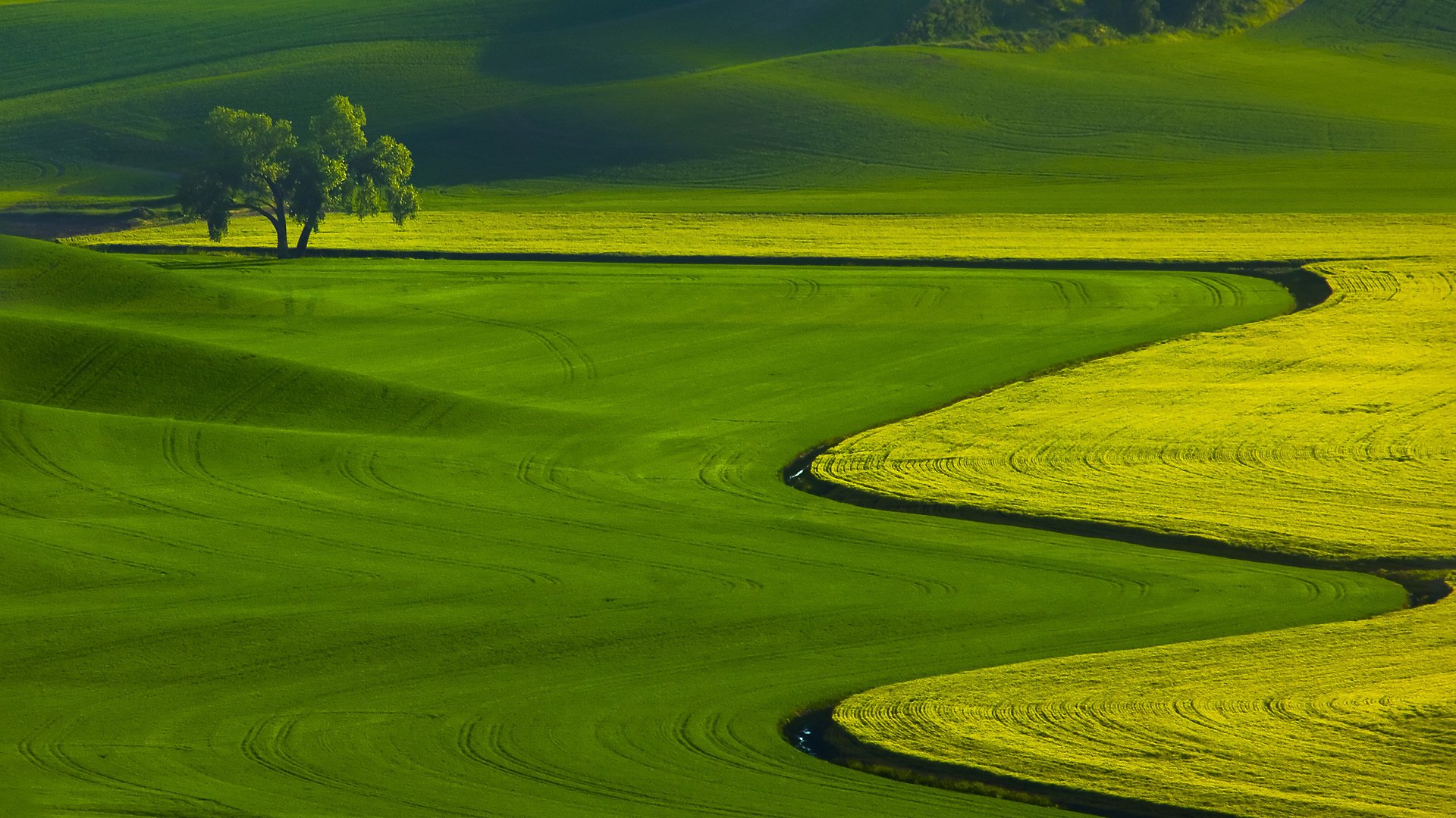 paysage nature champs herbe arbre