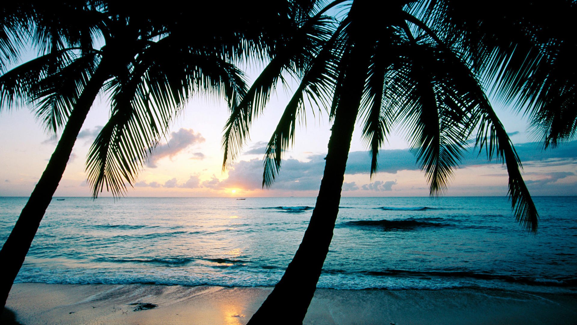 unset ocean palm caribbean island of barbados king\ s beach barbados west indie