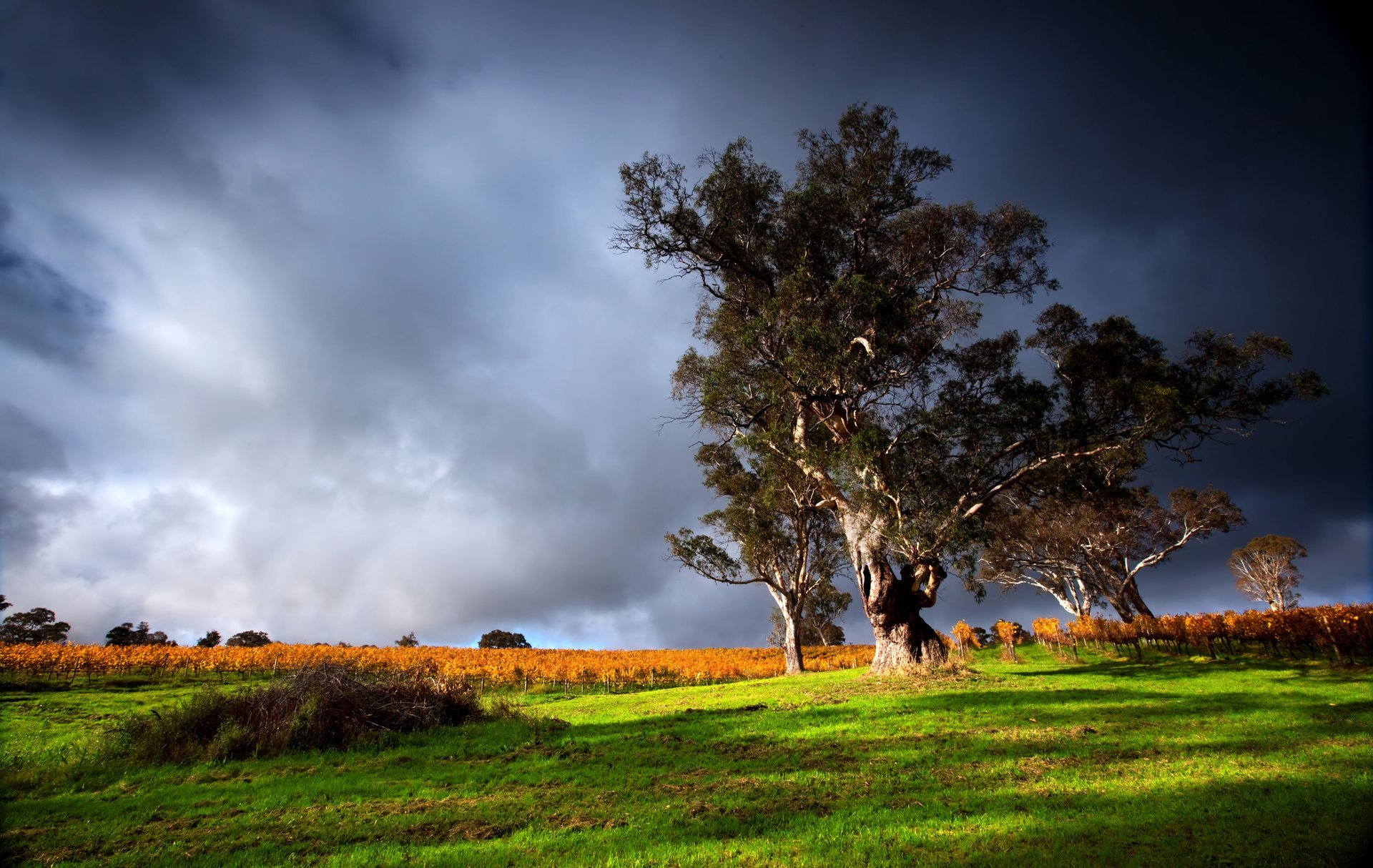 natur grünes gras alter baum landschaft ansicht donner wolken himmel bild gras bäume gewitter wolken