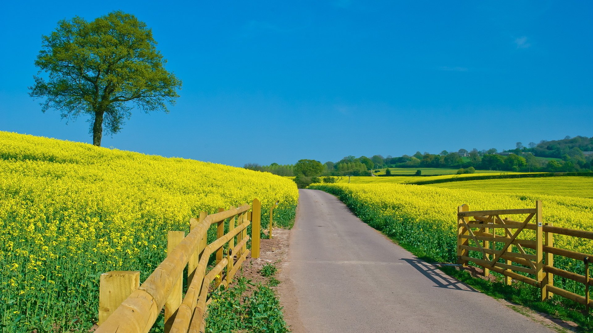 sommer klar himmel blumen hellgrün zaun feld straße