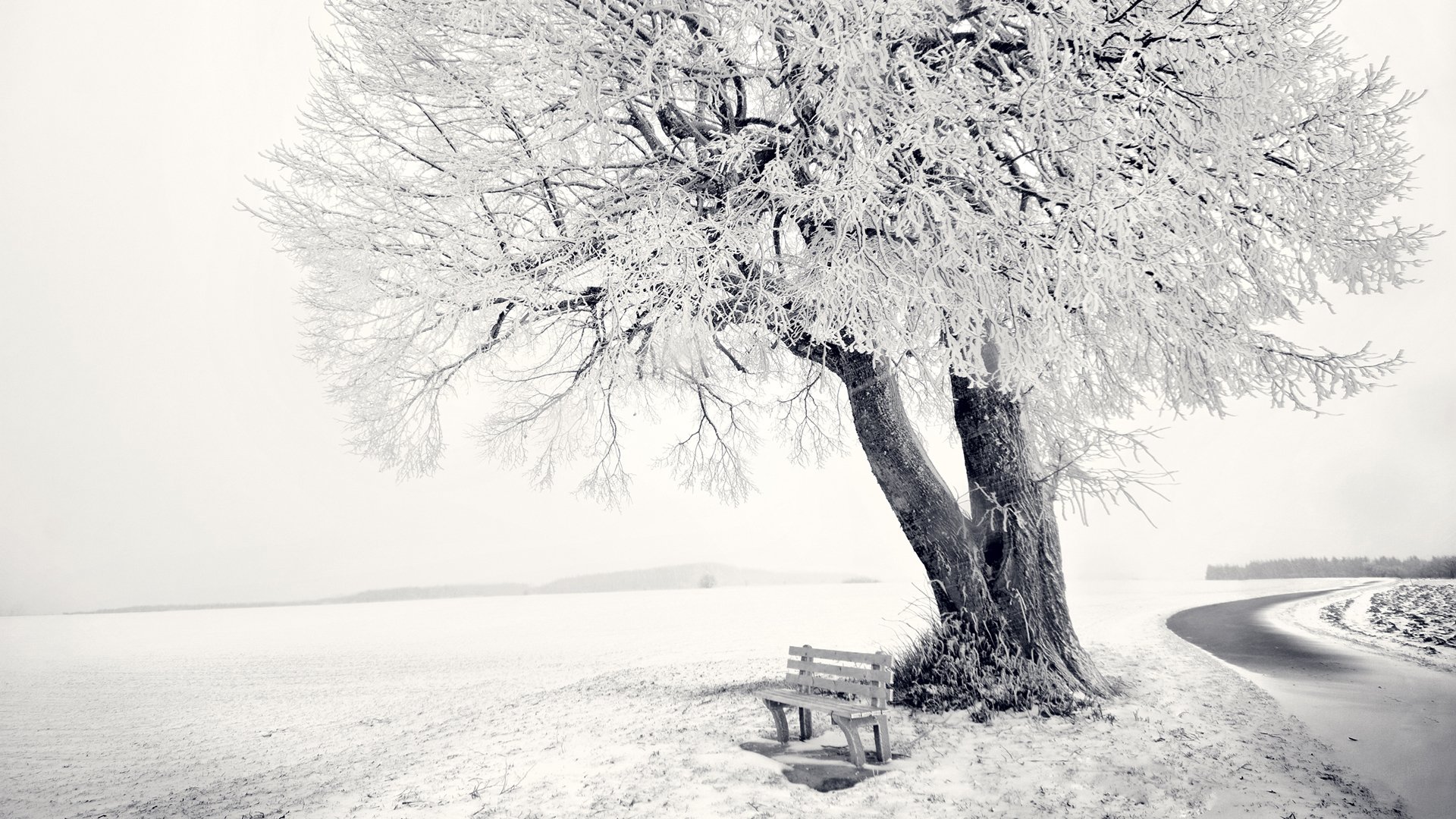 wallpaper 1920x1080 landscape nature tree shop bench snow winter frost road forest horizon