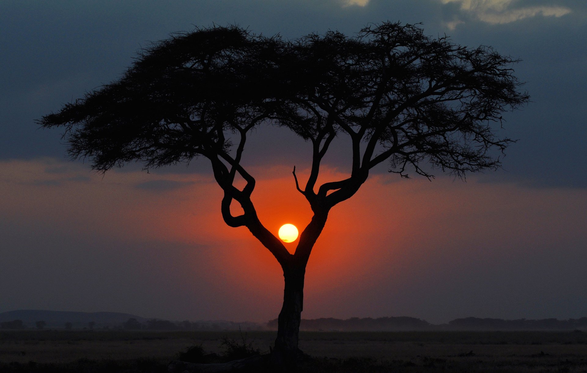 afrique soirée arbre coucher de soleil kenya paysage savane soleil