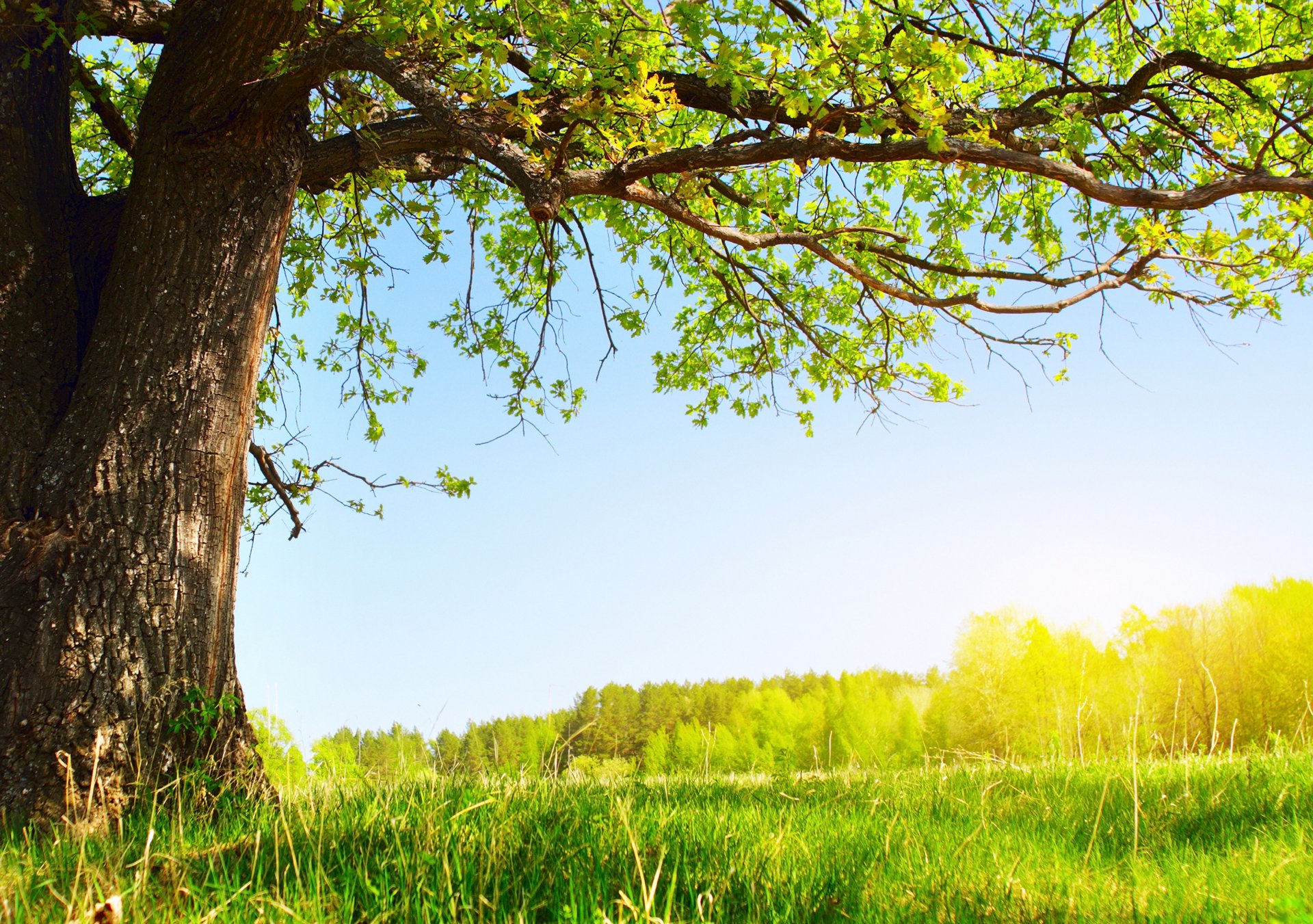 under the tree summer sun nature tree green foliage