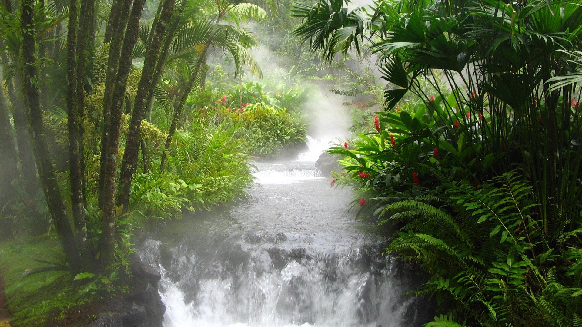 selva río cascada helecho