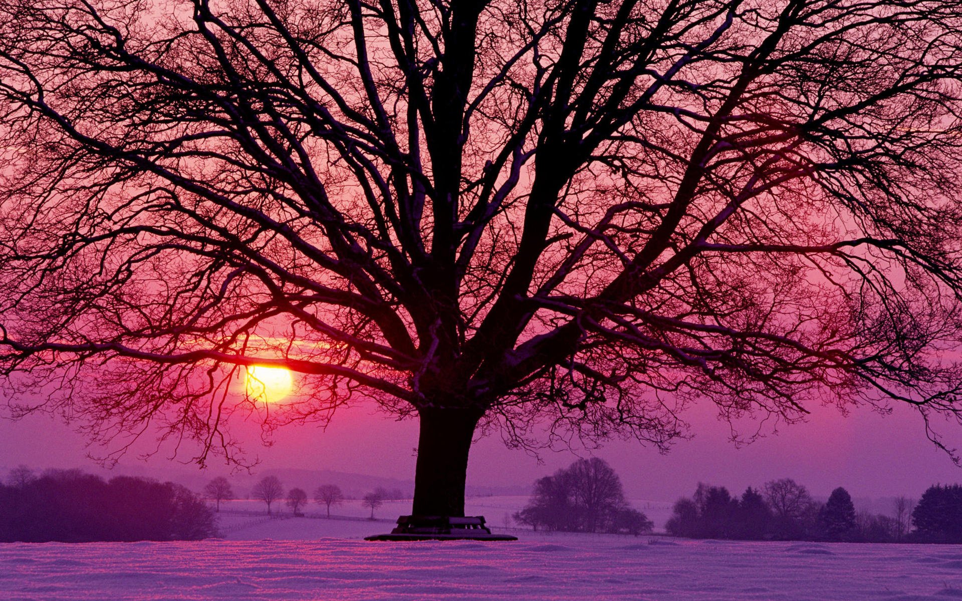 hiver soir soleil rouge pourpre lilas coucher de soleil neige arbre arbres