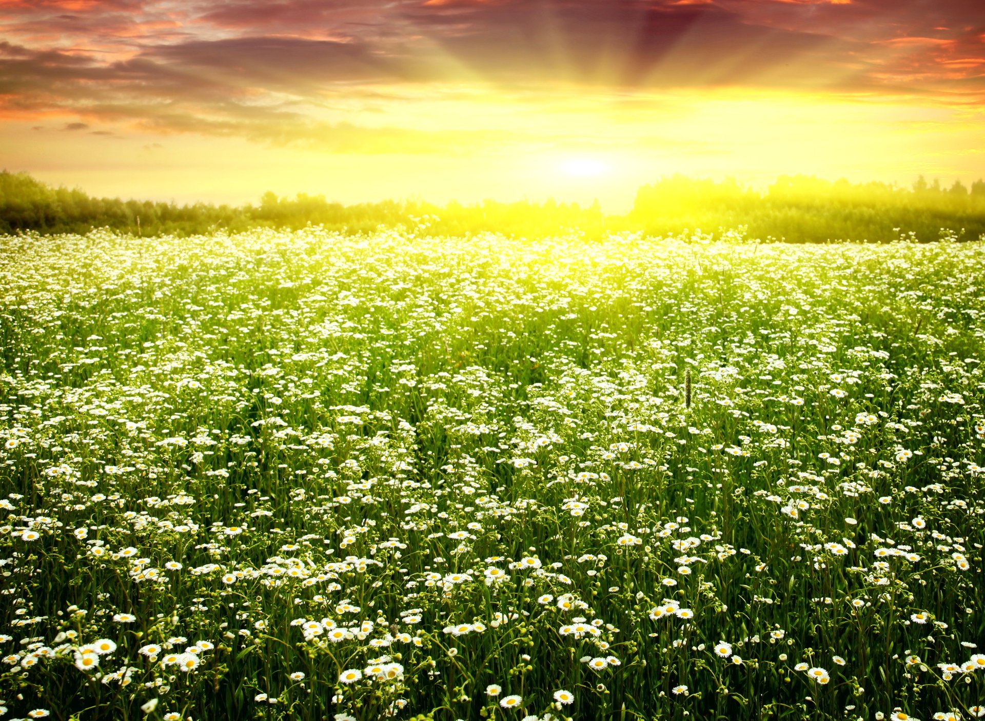 primavera margherita campo margherita fioritura abbagliante sole primavera