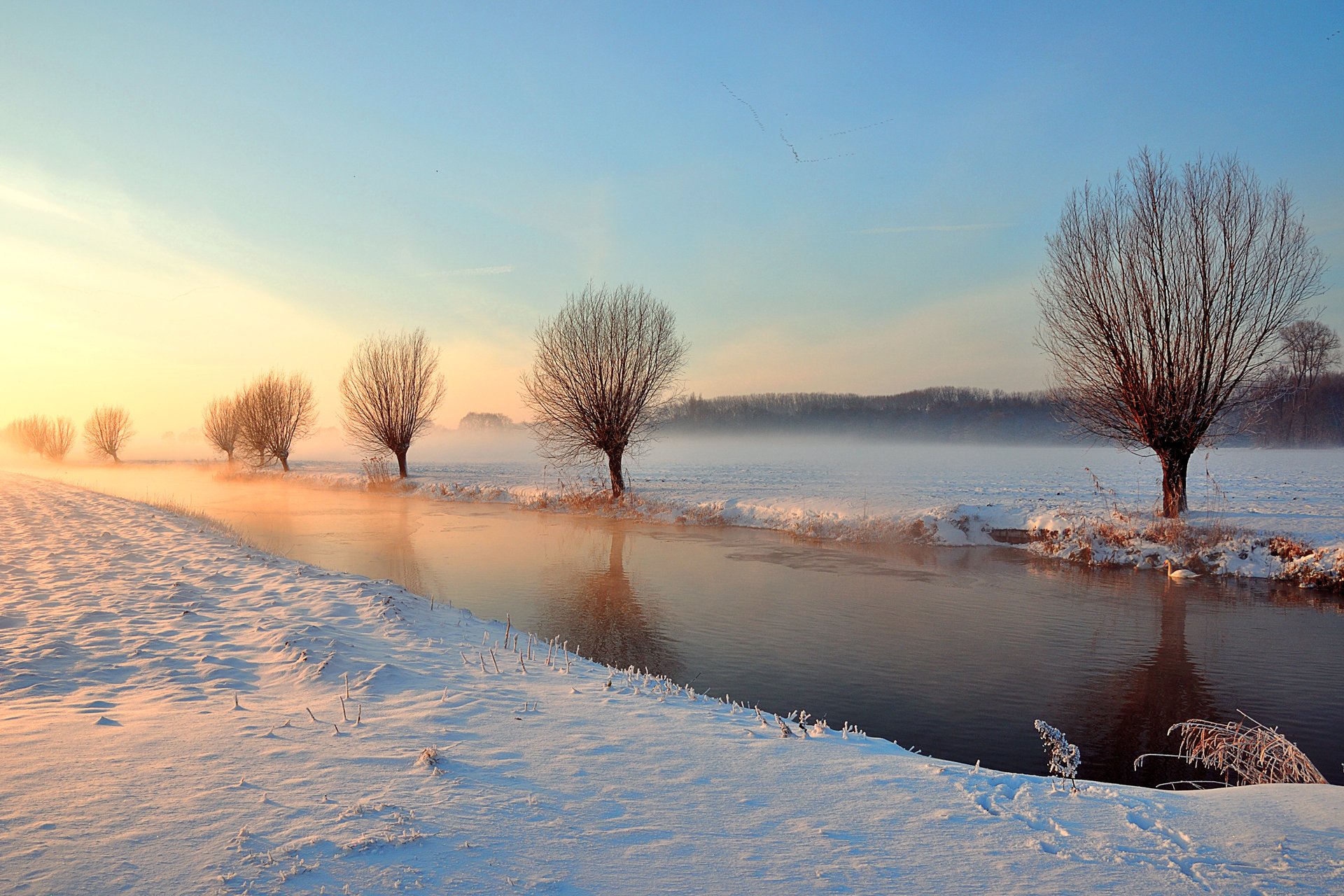 invierno canal río árboles luz cisne