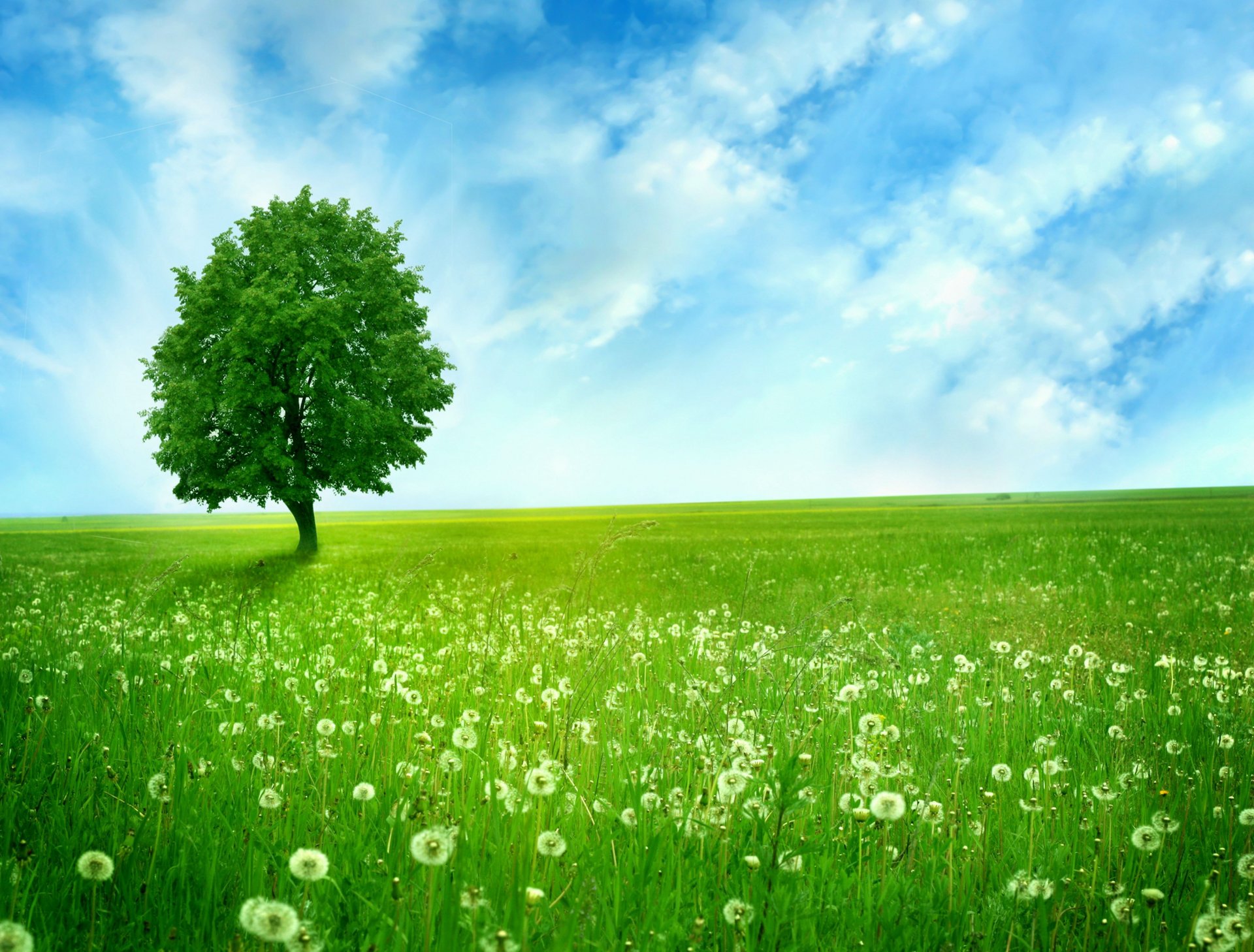 greenlands árbol tranquilo dientes de león campo espacio solitario árbol azul cielo nubes